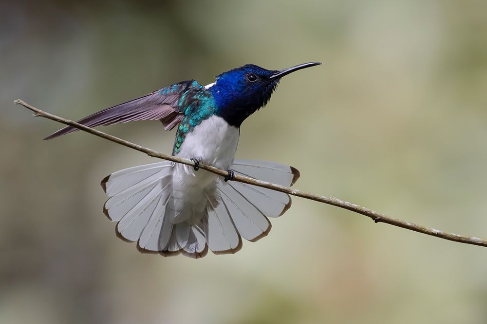 Belize-Central America-White-necked Jacobin-Feeding at Chan Chick Ecolodge